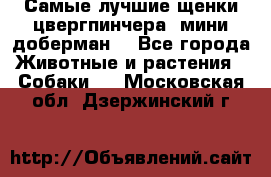 Самые лучшие щенки цвергпинчера (мини доберман) - Все города Животные и растения » Собаки   . Московская обл.,Дзержинский г.